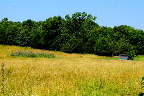 field and trees with blue sky