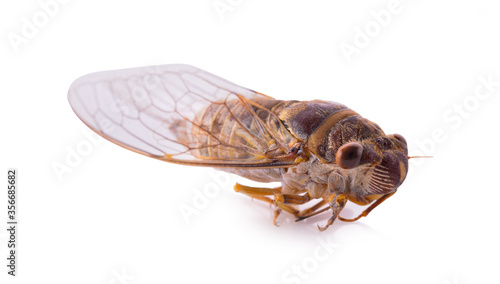 Cicadidae, isolated on a white background