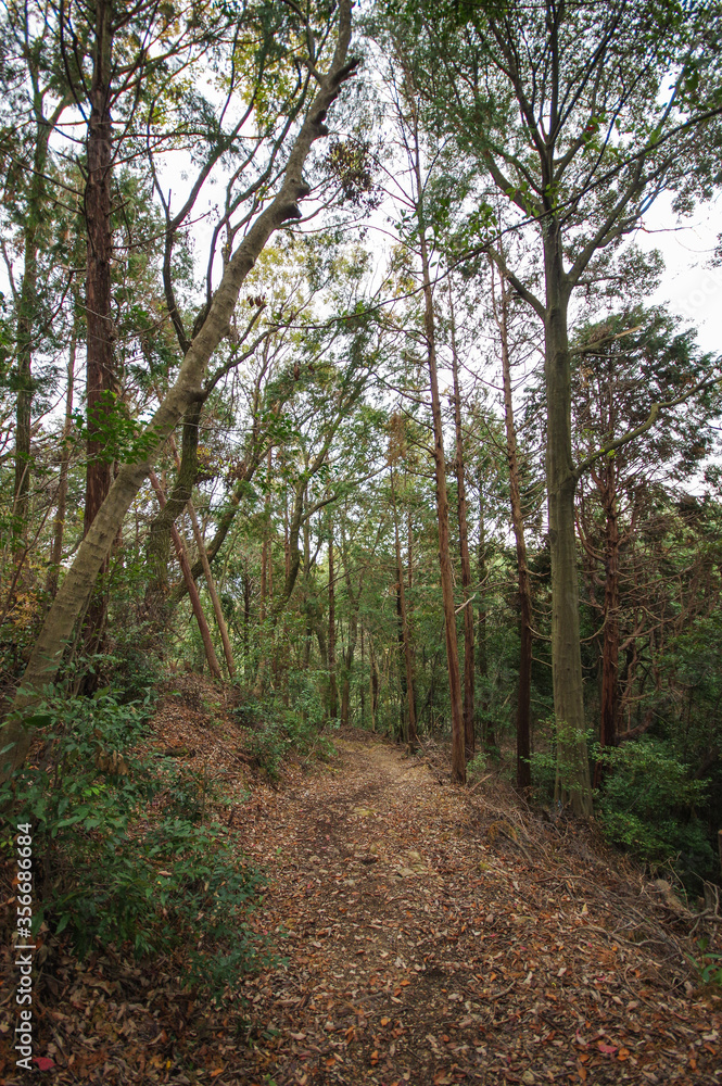 Forest with trees and fallen leaves at Kyoto mountain area in winter after typhoon