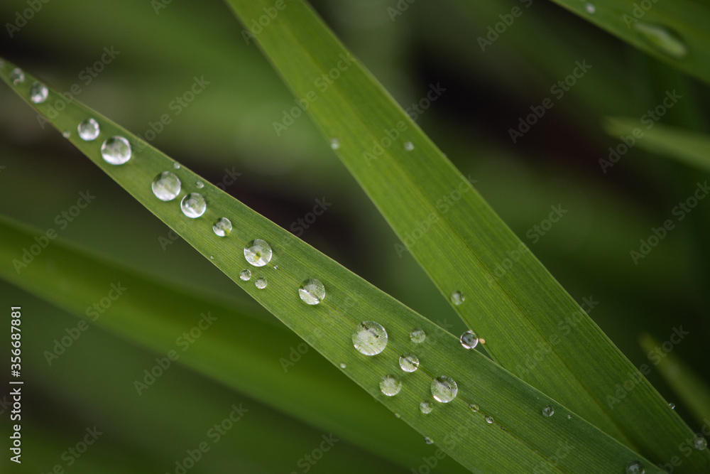 creative green grass with dew creative green grass with dew
