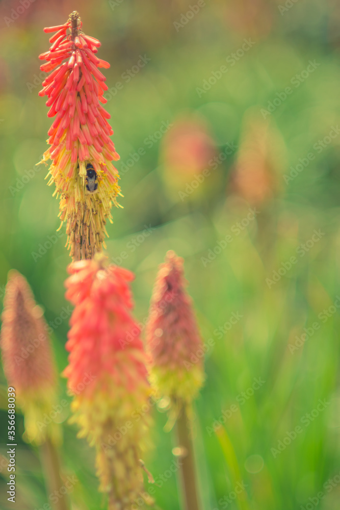 Close Up of a Bumble Bee on Red Hot Poker Plant in a Sunlit Garden With Bokeh Background