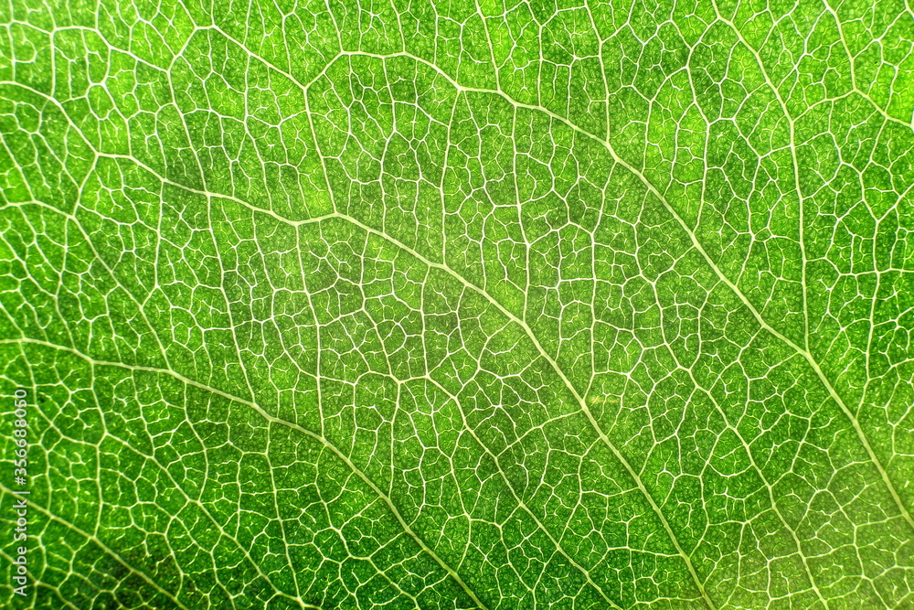 green leaf texture green leaf texture