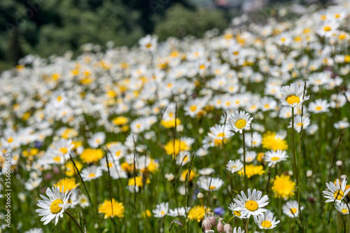 dichtes Wildblumenfeld mit Margariten im Unteralptal bei Andermatt im Frühling © schame87