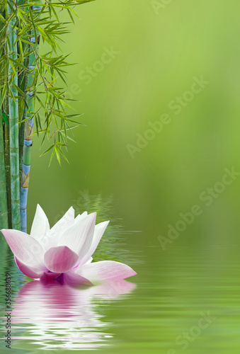 Lotus and bamboos 