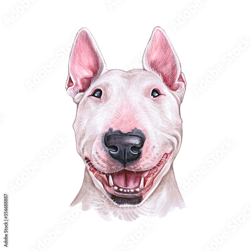 Watercolor illustration of a funny dog. Hand made character.  Portrait cute dog isolated on white background. Watercolor hand-drawn illustration. Popular breed dog.  Bull terrier