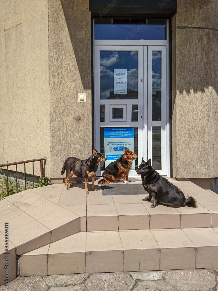 Three dogs at a chemist's doorstep, Warsaw, Poland