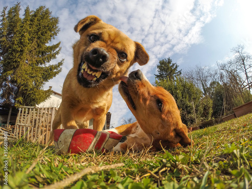 Wallpaper Mural Fisheye shot of two dogs. The picture is taken from the bottom to the top. One dog has a friendly vibe and the other an aggressive one. Concept for angry dog.  Torontodigital.ca