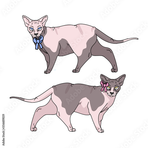 Cute cartoon sphynx cat boy and girl vector clipart. Pedigree exotic kitty breed for cat lovers. Purebred domestic kitten for pet parlor illustration mascot. Isolated hairless feline housecat. EPS 10