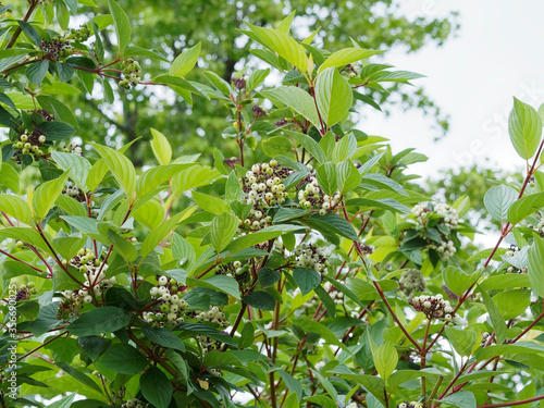 Cornus alba | Cornouiller blanc ou cornouiller de Tartarie, arbuste buissonnant et décoratif au feuillage élégant avec ses fruits blanc pur au bout de rameaux rouge sombres