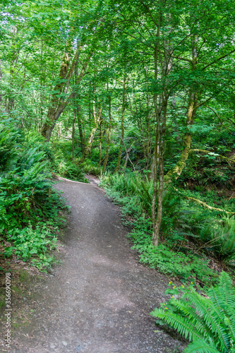 Trail In Spring 3