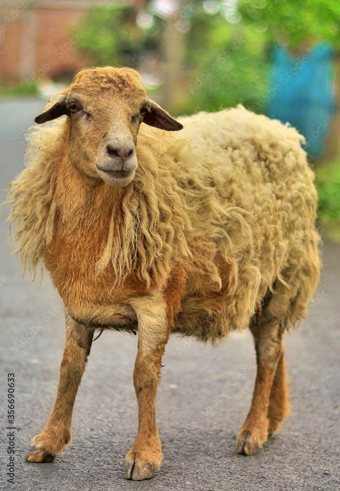 Obraz premium sheep on the road