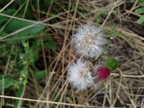 Plantinhas