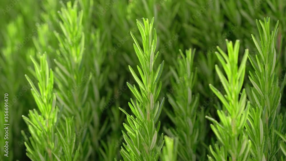 Green perennial rosemary herb close up Green perennial rosemary herb close up