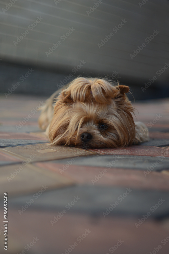 yorkshire terrier puppy