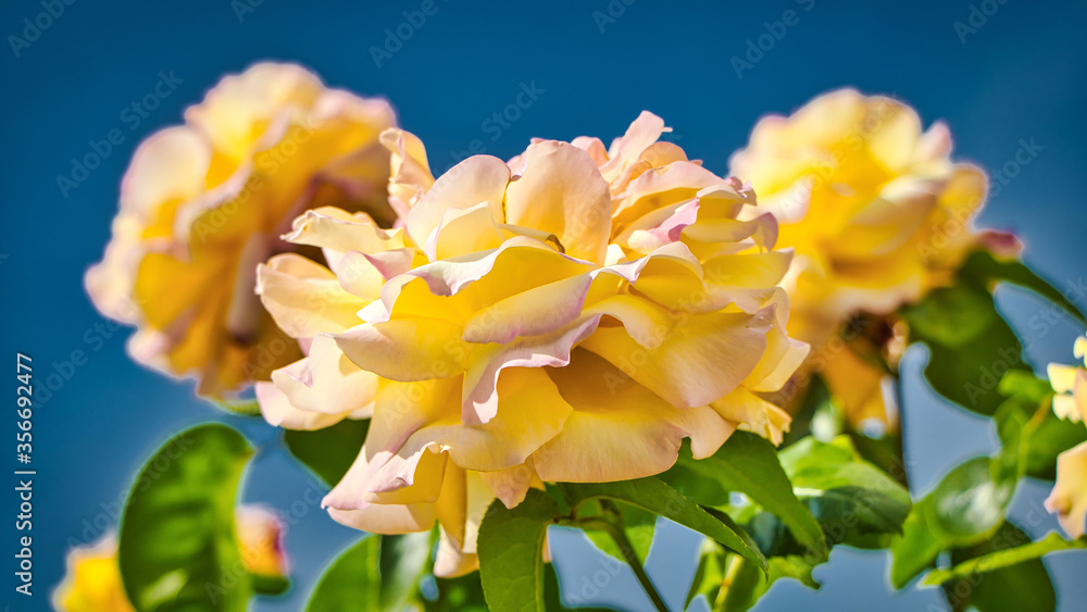 Tolle gelbe Wildrosenblüte im Sommer Tolle gelbe Wildrosenblüte im Sommer