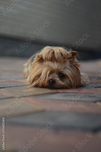Obraz na płótnie yorkshire terrier puppy w salonie