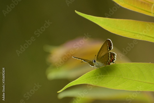 heliophorus sena butterfly is amazing creature of himalaya photo