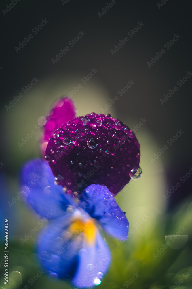 purple and yellow flower