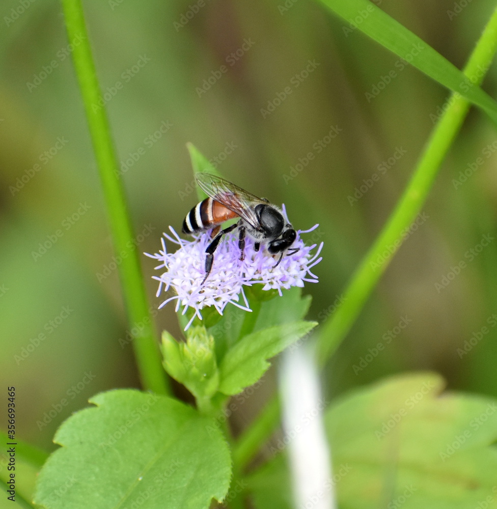 Close up of a bee feeding on a small purple flower Close up of a bee feeding on a small purple flower