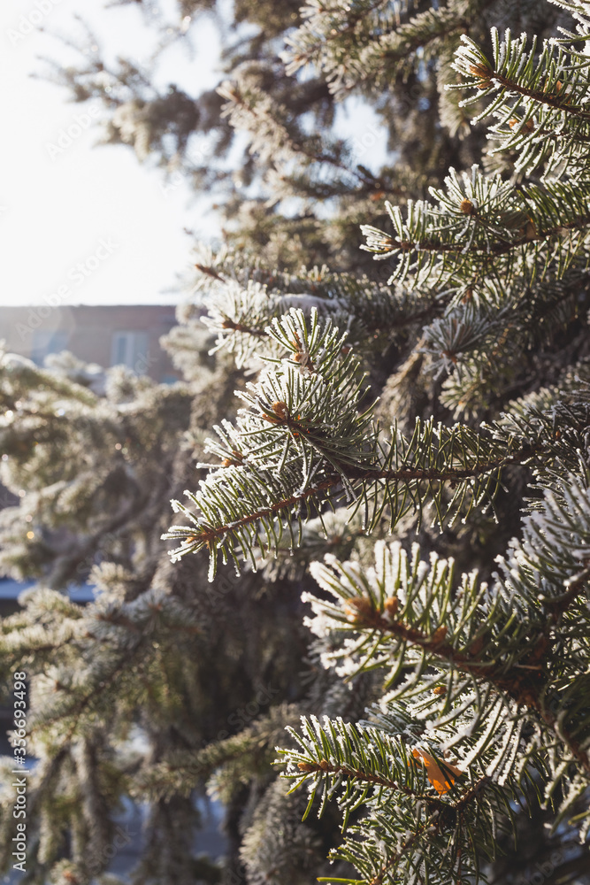 Beautiful spruce branch covered with hoar frost