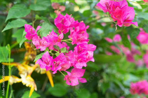 Colorful bougainvillea flowers blossoms © kungverylucky