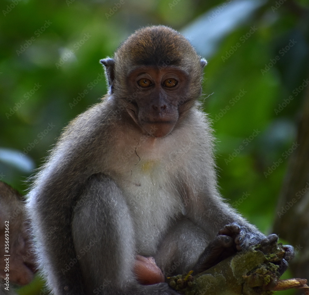 Young macaque monkey relaxing in a tree Young macaque monkey relaxing in a tree