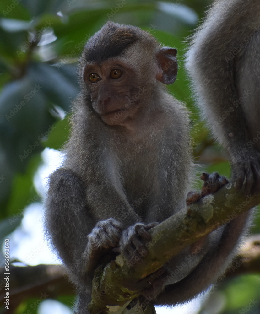 Cute baby macaque monkey sitting in a tree in the jungle