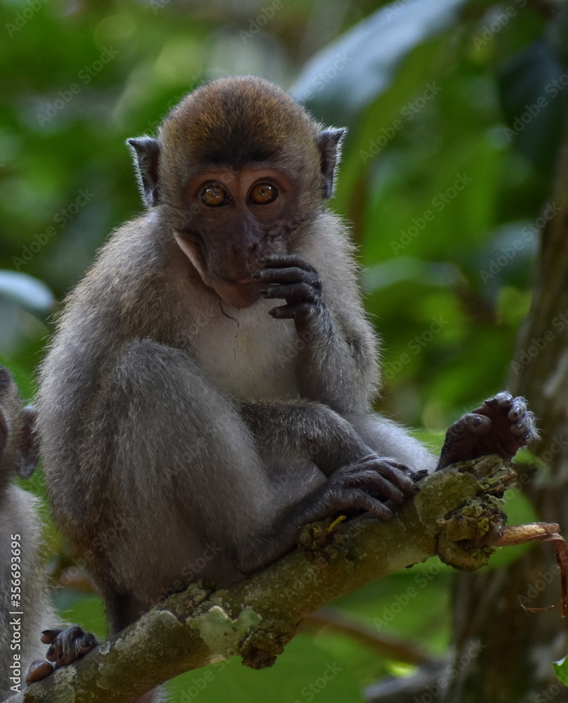 Baby macaque monkey sitting in a tree in the jungle looking at the camera Baby macaque monkey sitting in a tree in the jungle looking at the camera