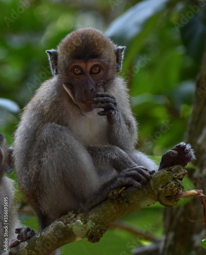 Baby macaque monkey sitting in a tree in the jungle looking at the camera
