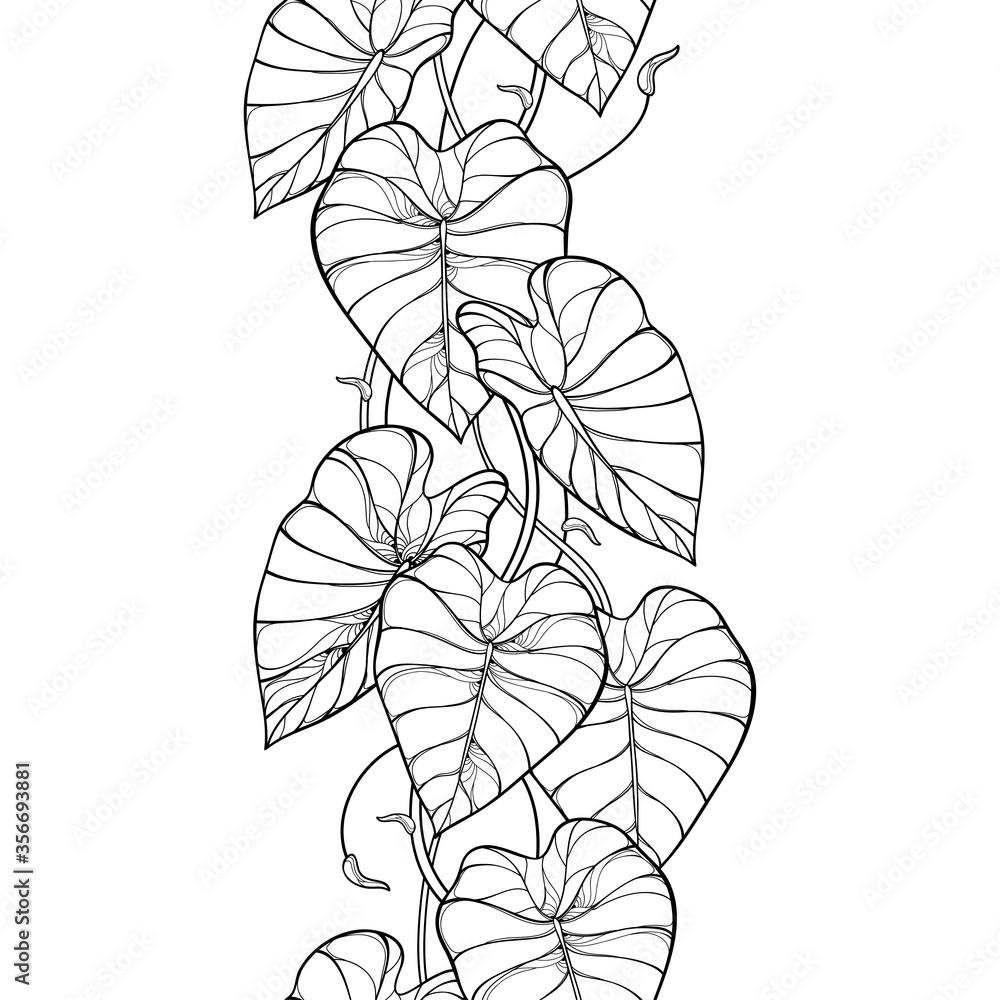 Seamless pattern with outline tropical plant Colocasia esculenta or  Taro leaf bunch in black on the white background. 