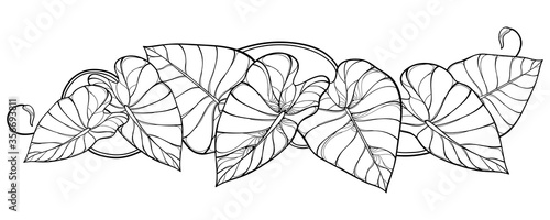 Horizontal bunch of outline tropical leaf Colocasia esculenta or Elephant ear or Taro plant in black isolated on white background.