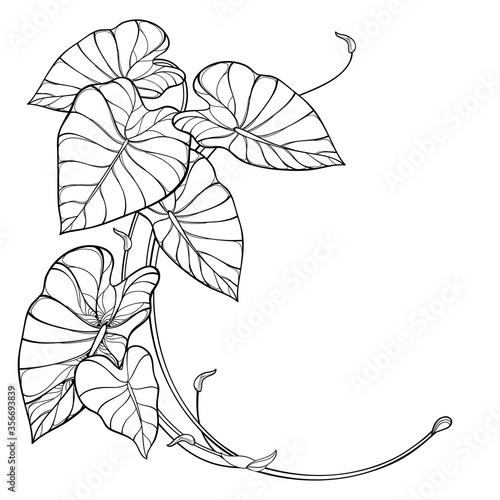 Corner bunch of outline tropical leaf Colocasia esculenta or Elephant ear or Taro plant in black isolated on white background.