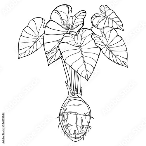 Bush of outline tropical plant Colocasia esculenta or Elephant ear or Taro leaf bunch with corm in black isolated on white background.  photo