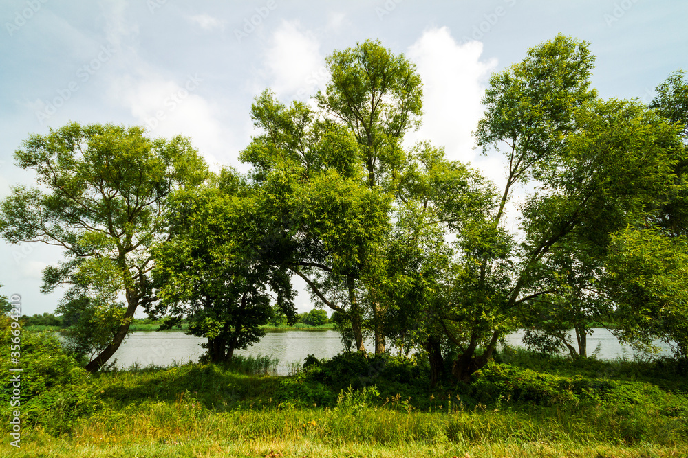 Obraz premium Green trees growing by the river in Lithuania