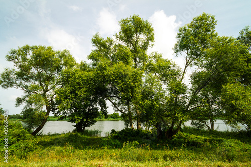 Green trees growing by the river in Lithuania