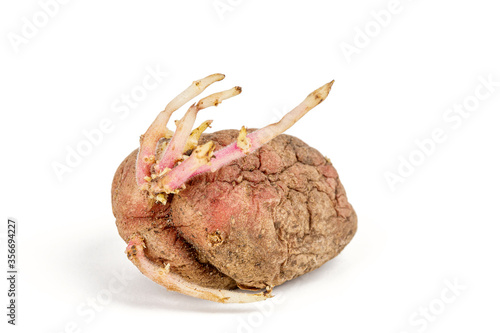 Germinated pink potato isolated on white background