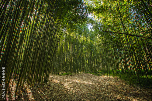 Bamboo green forest in Coimbra, Portugal