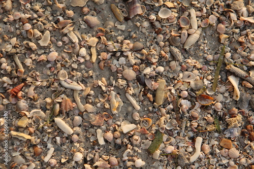 filled frame background wallpaper shot of endless millions of old tiny colorful shells, clams and coquilles covering the beautiful wild white sand beach in Aonang, Krabi, Thailand