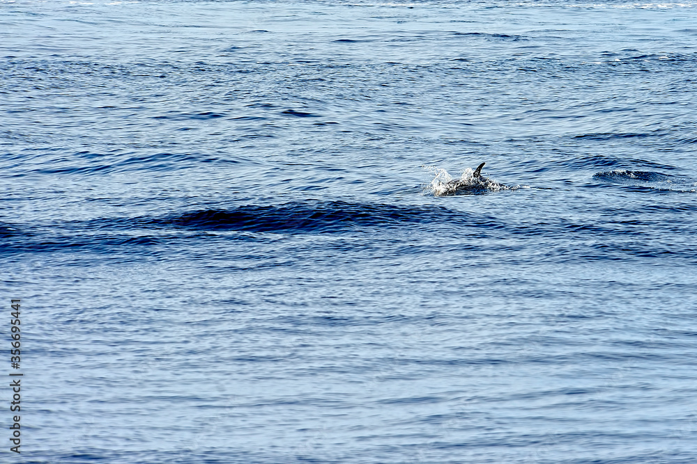 Fototapeta premium Pilot whale in the sea