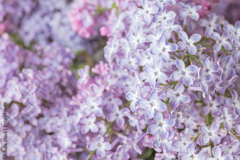Lilac flowers. Close-up. Selective autofocus. Lilac flowers. Close-up. Selective autofocus.