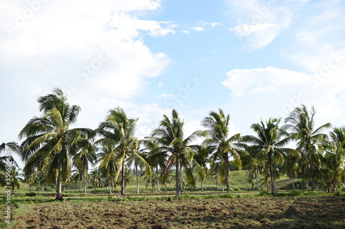 An array of coconut trees in the farm