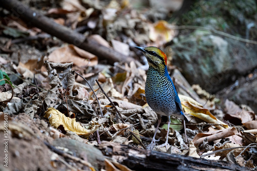 Blue pitta