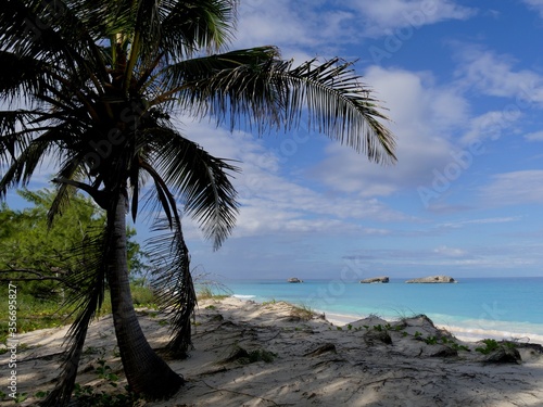 Coconut tree with a beautiful coastal view in the background in a tropical beach