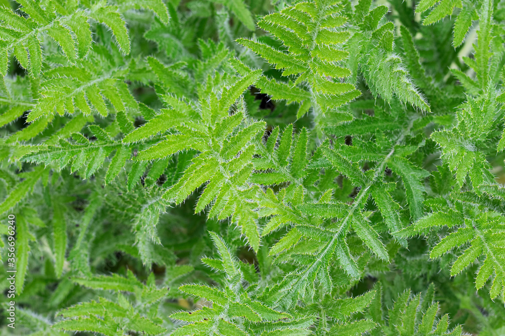 green background of living leaves in the garden green background of living leaves in the garden
