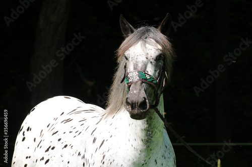 Fotografie Noriker Kaltblut
