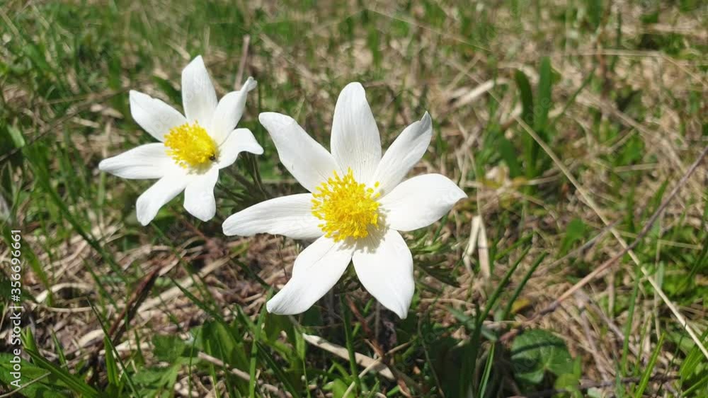 White Anemone flowers swaying in the wind in the forest. White Anemone flowers swaying in the wind in the forest.