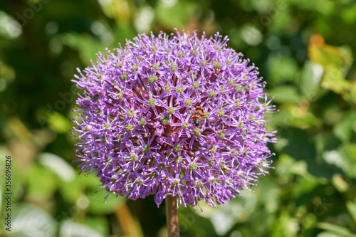 Macro closeup of a flowering giant onion  beautiful decorative garden plant with purple flower globes with a red and black striped  hairy bee beetle on them.