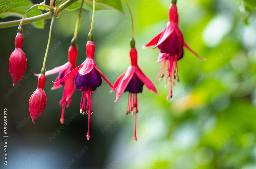 Fototapeta premium Fuchsia flowers, closeup 