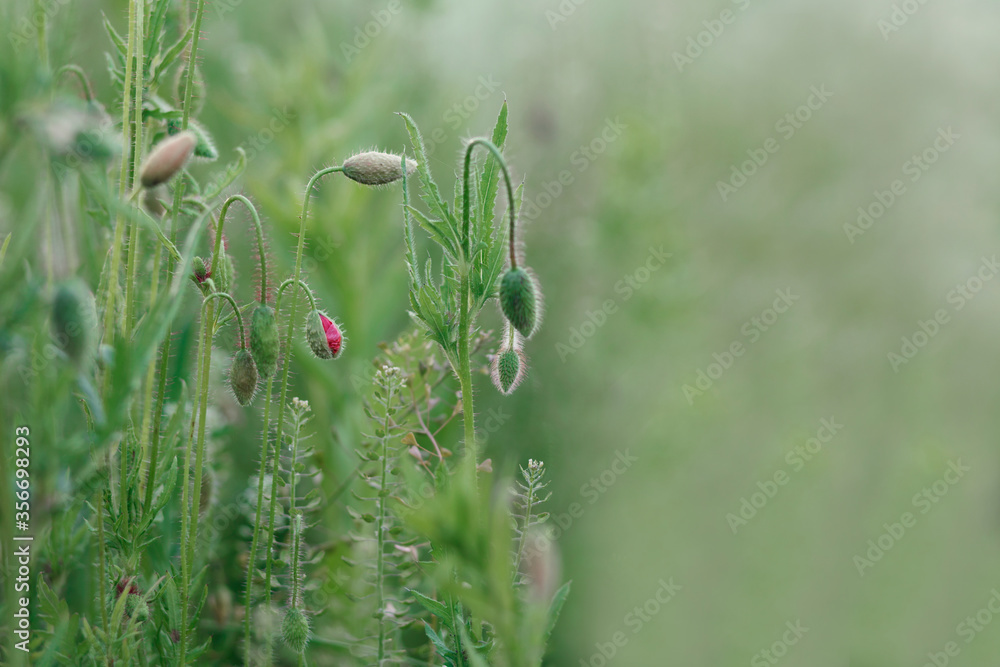 Flower background. Unopened buds of poppy flowers on a blurred green grass background Flower background. Unopened buds of poppy flowers on a blurred green grass background