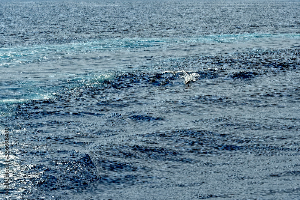 Fototapeta premium Pilot whale in the sea